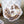 Load image into Gallery viewer, Jiu Jitsu Koi Sticker