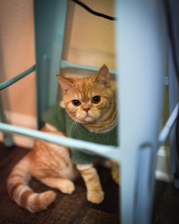 A photo of my adorable cat named Taro. He wears a sweater and is under a chair looking out at the world.